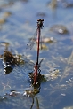 Large red damselfly mating pair - B
